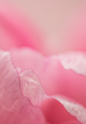 Organic Cosmetics